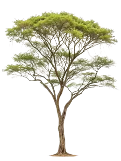 Imagen PNG para descargar